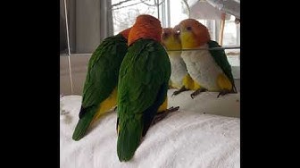 ウロコインコ里親募集 Youtube