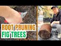 Root pruning a container fig tree