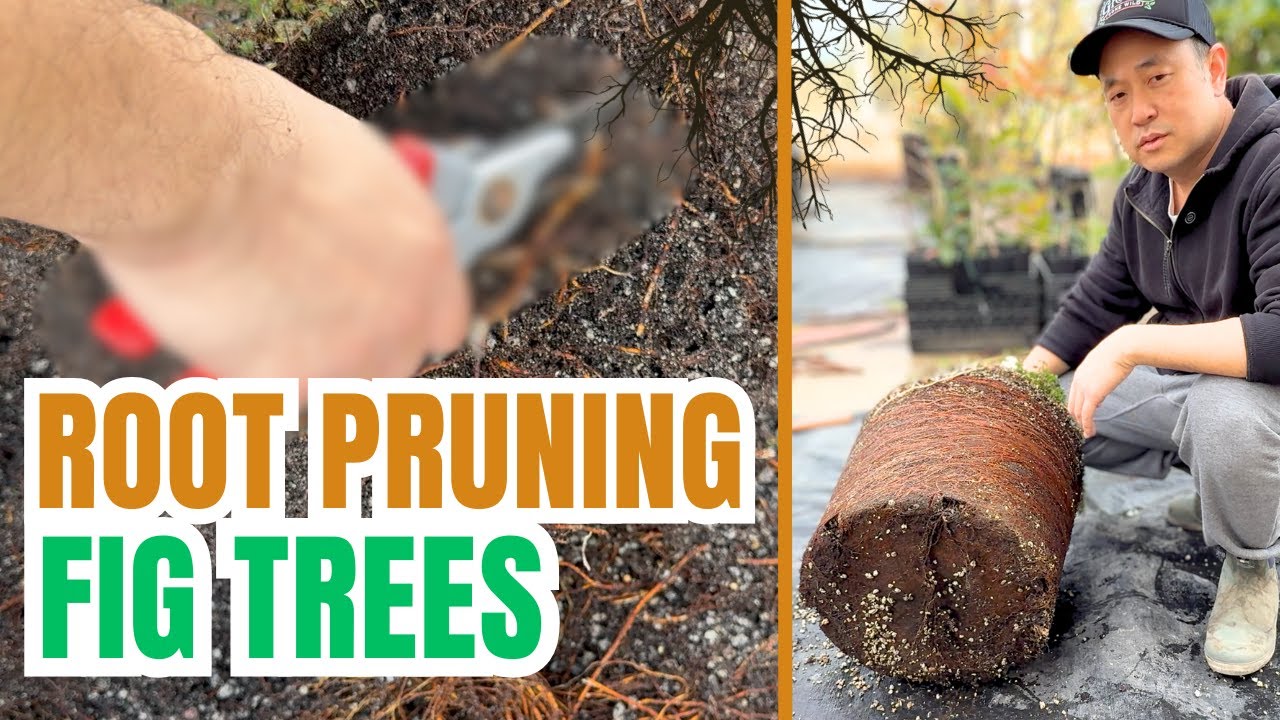 Root pruning a container fig tree