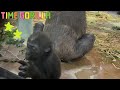 【ゴリラ ASMR】ゲンキに甘えるキンタロウがカワイイ♥【gorilla 京都市動物園】Kintaro that is sweet to Genki is cute.