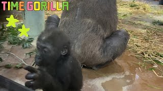 【ゴリラ ASMR】ゲンキに甘えるキンタロウがカワイイ♥【gorilla 京都市動物園】Kintaro that is sweet to Genki is cute.