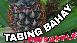 Pineapple Native Farm in Capiz