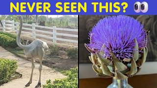 Things You’ve Never Seen Before | Interesting Photos | Happy And Fun