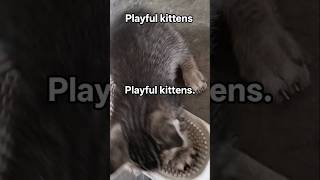 #highlights #playfulkitten #highlightseveryonefollowers
