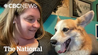 #TheMoment Waldo the Corgi came to the rescue of his injured owner