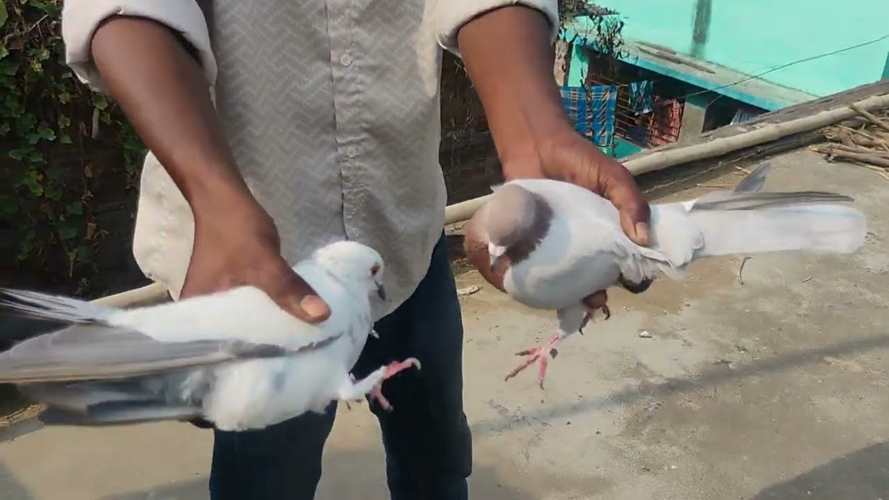 GIRIBAJ KABUTAR  AJ  ABAR NOTUN  VIDEO 