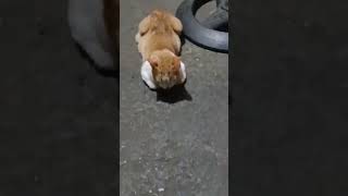 Cat at the guardhouse 🐈 #cutecat #shorts