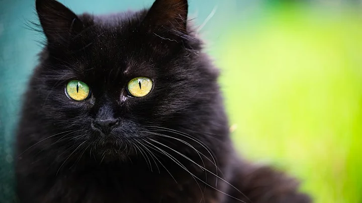 Watch the video about Black Norwegian Forest Cat - Perfect Garden Life