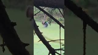 nice tom doin his thing#turkey #hunting