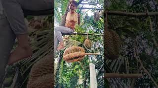 I almost fell down from a durian tree #durian