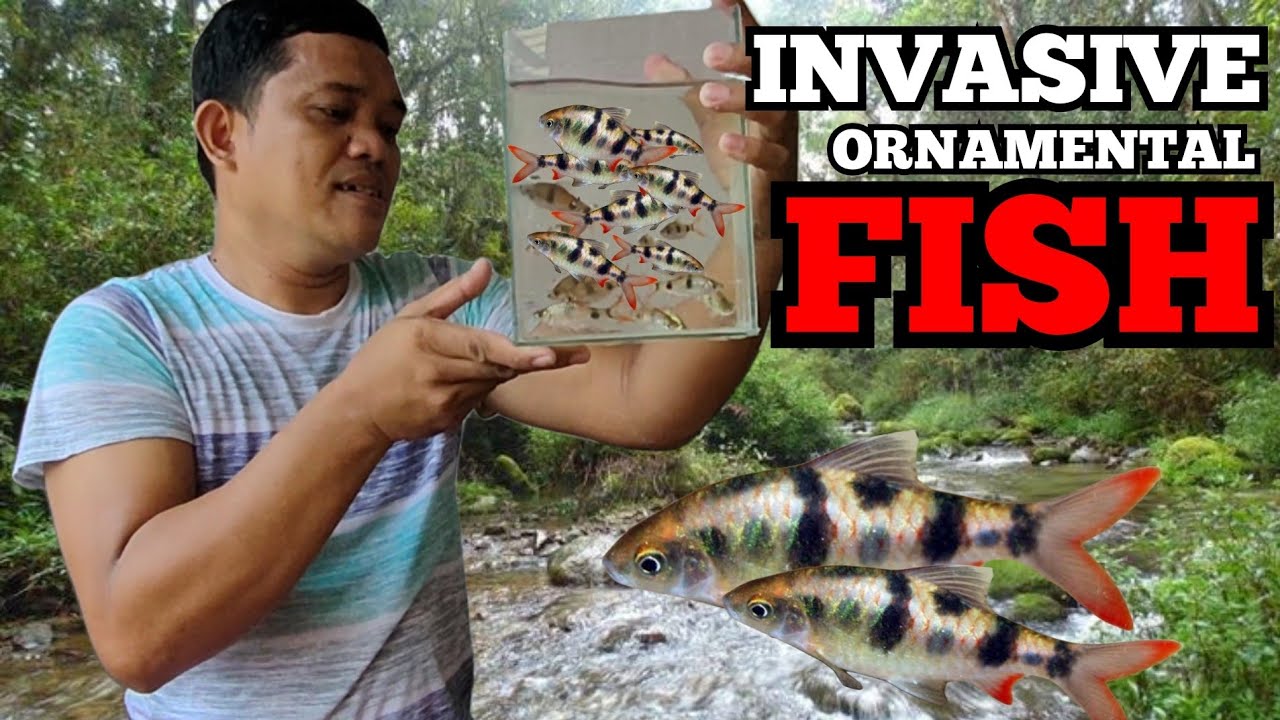 A new Invasive ornamental fish catched in our local river!