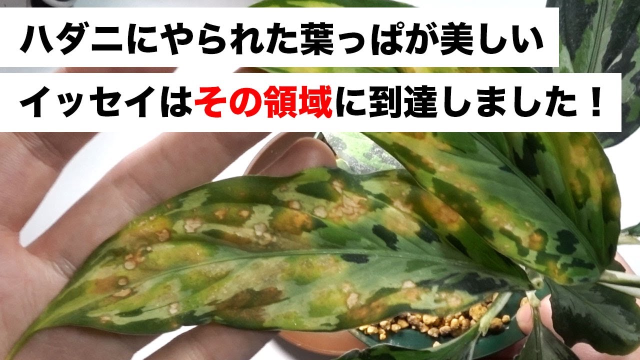 観葉植物 ハダニにやられたアグラオネマの葉っぱが美しいと思える その領域 僕もそこに到達できました Youtube