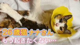 検査マットが良すぎて起きたくなくなっちゃった26歳猫のナナさん【猫の超音波検査の注意事項】