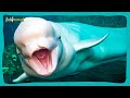 LA BALLENA BELUGA: El canario del mar.