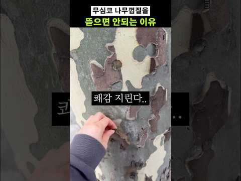 무심코 나무껍질을 뜯으면 안되는 이유 thumbnail