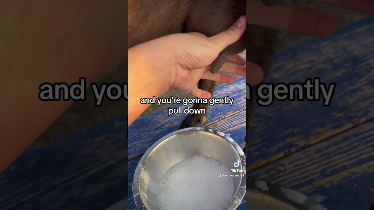 How I milk a Nigerian dwarf. Goat ❤️🐐🥛 