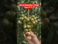 హైబ్రిడ్ కుంకుడు కాయలు – రైతులకు బంగారు పంట! 🌿💰#shorts #trending #telugu #farming #కుంకుడుకాయలు