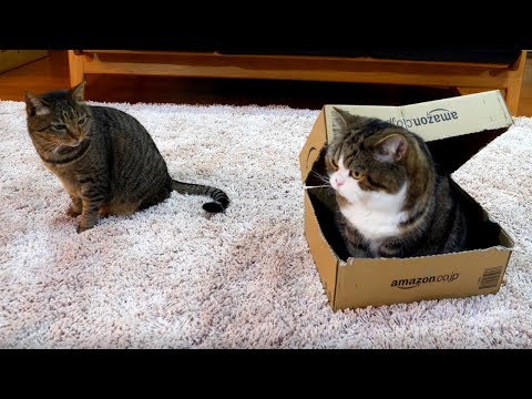 箱とまるとはな3。-Box and Maru&Hana 3.-