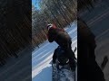 Снегоход. Меняю городскую пробку на прогулку по лесу. #сталкер #эндуро