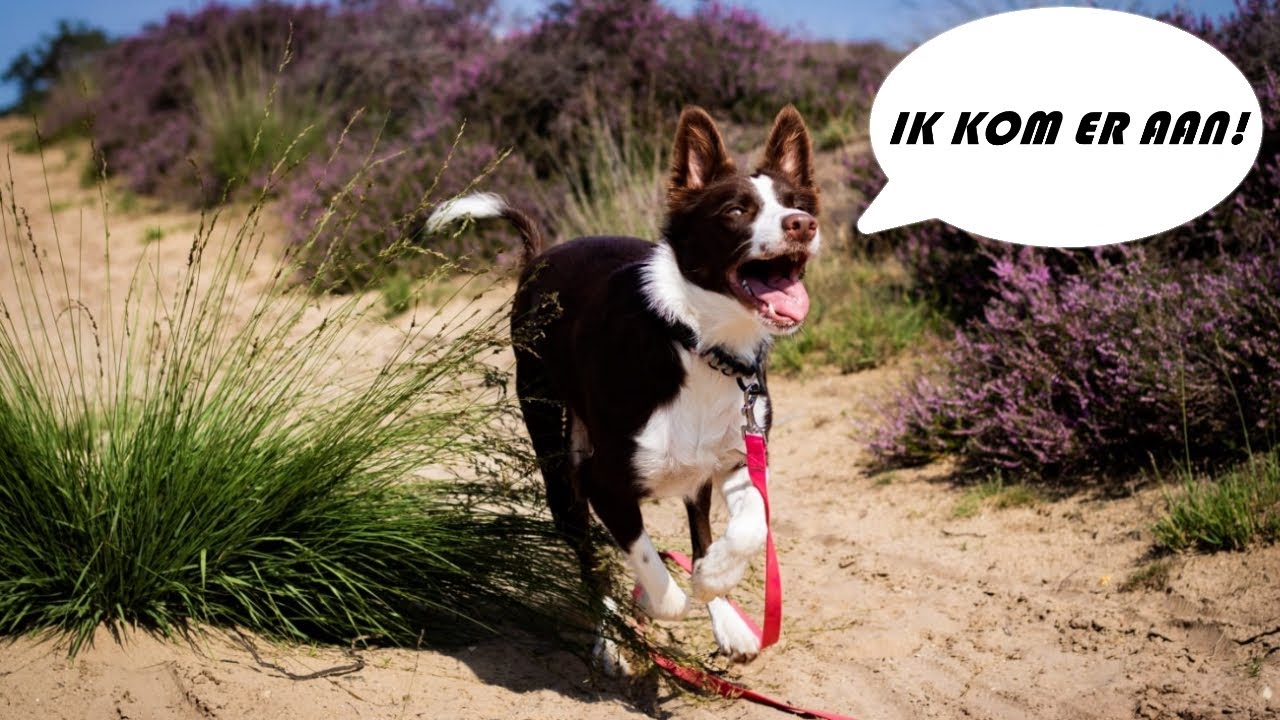 Je hond leren komen op commando