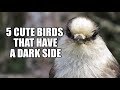 5 Cute Birds That Have a Dark Side - Halloween Special