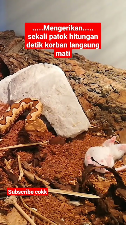 tikus vs ular#ular #tikus #shorts #shortvideo#subscribe