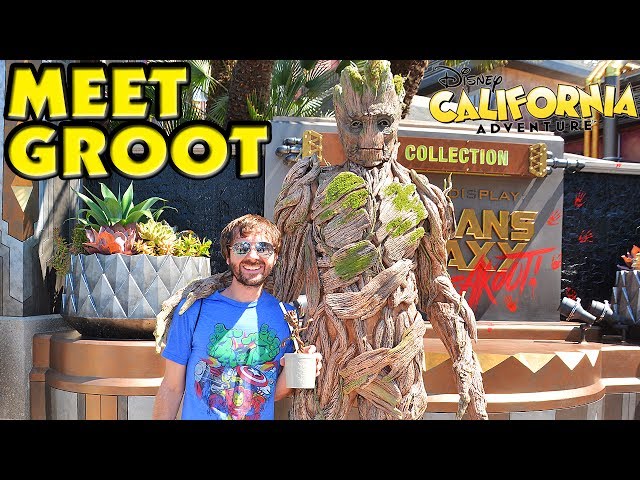 L'animatronique de Bébé Groot fait ses premiers pas à Disney California  Adventure
