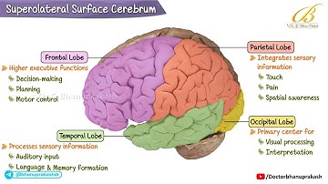 🧠 Superolaterale oppervlak van de hersenhelft | Neuroanatomie USMLE Stap 1 | Lobben, sulci en gyri
