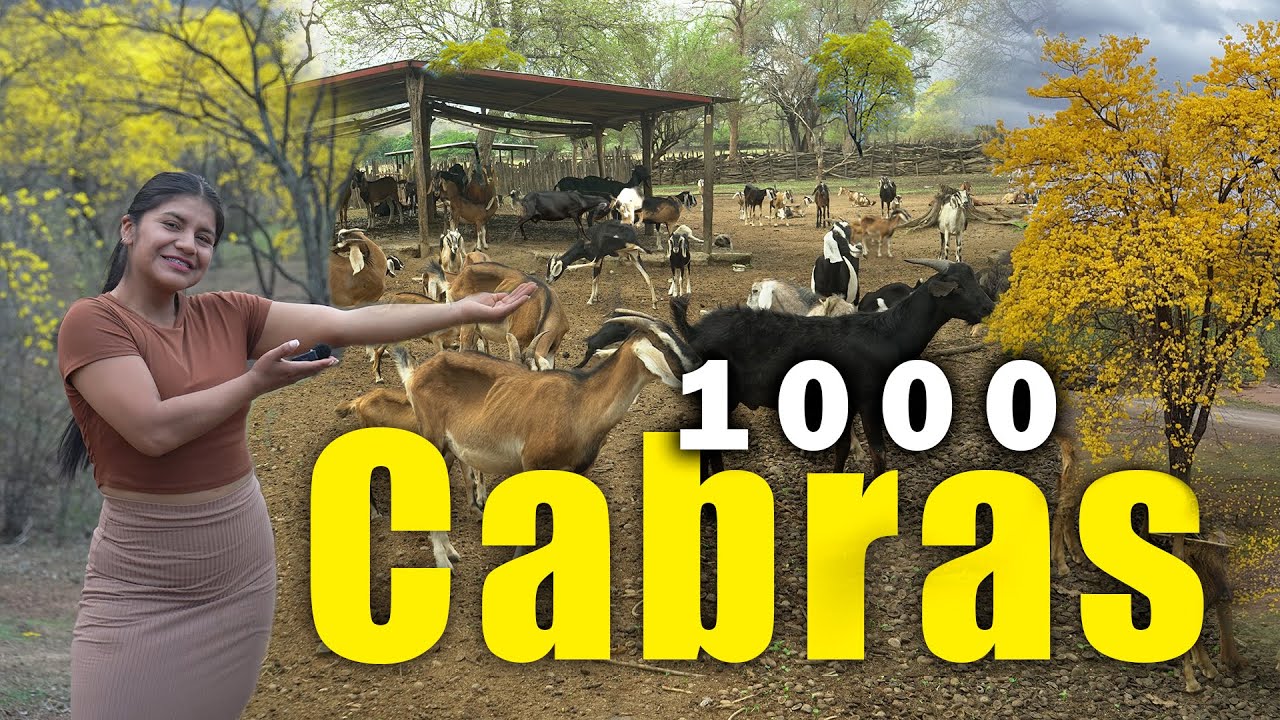 Miles de Cabras se alimenta de los Guayacanes 🐐