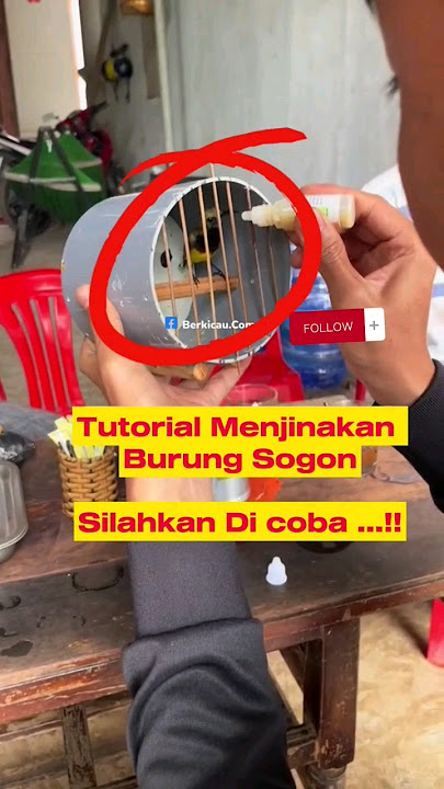 tutorial menjinakan burung ala org luar negri #shorts #sogon #birds