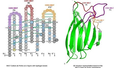 3D visualization of trastuzumab by IMGT