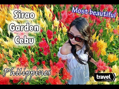 Most Beautiful Flowers Garden In Philippines Sirao Garden Cebu Youtube