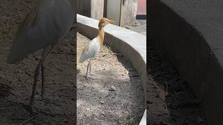 Download Lagu Burung kuntul #shorts #shortvideo #garden #nature #animals #cute #birds MP3