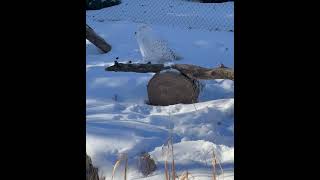 Polar Owl Is Often Active During The Day. Spot The Owl And Comment