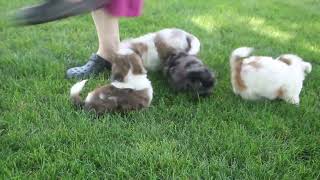 Shorkie-Poo Puppies For Sale