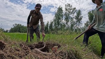 Không Thể Tinh Có Đến 2 Con Rắn Ở Đây | ngàn cá gò công #117