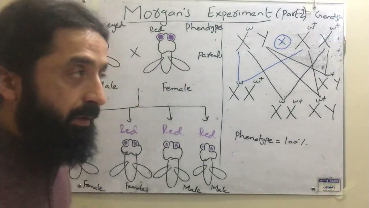 T H Experiment on Fruit fly (Drosophila Melanogaster) part2