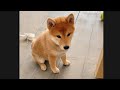 Asami learning how to sit ❤️ Shiba Inu Puppy learning