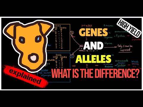 Video: Qual è la differenza tra quizlet di alleli dominanti e recessivi?