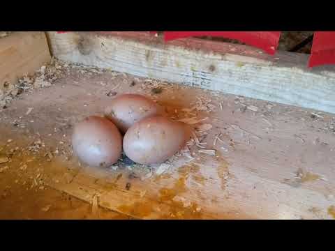Como parar de galinhas de comer ovos