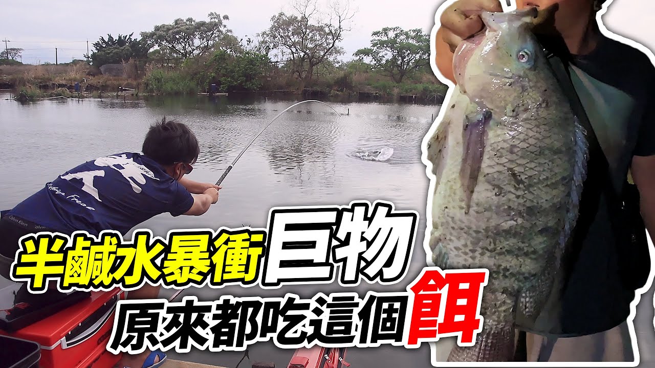 釣竿快斷了 魚不停爆衝 秘餌一直咬 釣到全都帶回家 半鹹水福壽魚聽說很好吃 Mancing Ikan Nila Babon #羅非魚【跟我去釣魚】#宜蘭阿安魚池