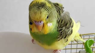 Федюша-попугай. Купание. Федя на суете, все еще боится воды 😥 #budgie #волнистыйпопугайчик #parrot