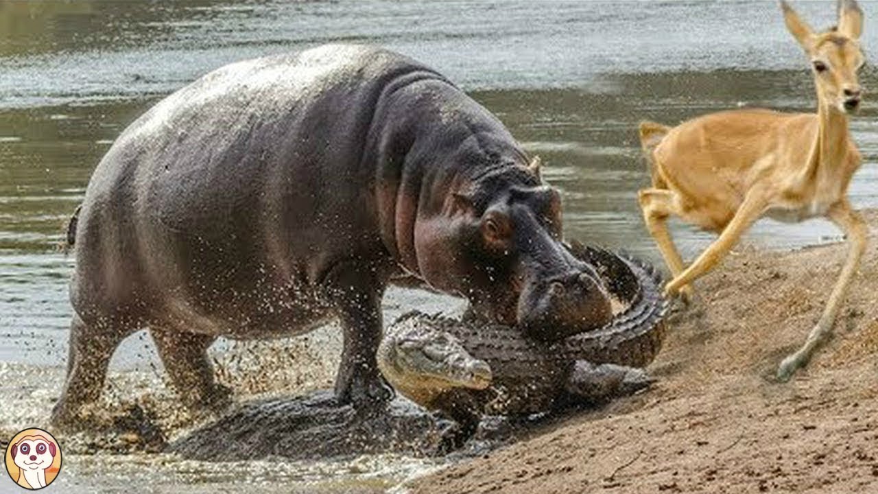 10 Morsi Piu Potenti Del Regno Animale Youtube