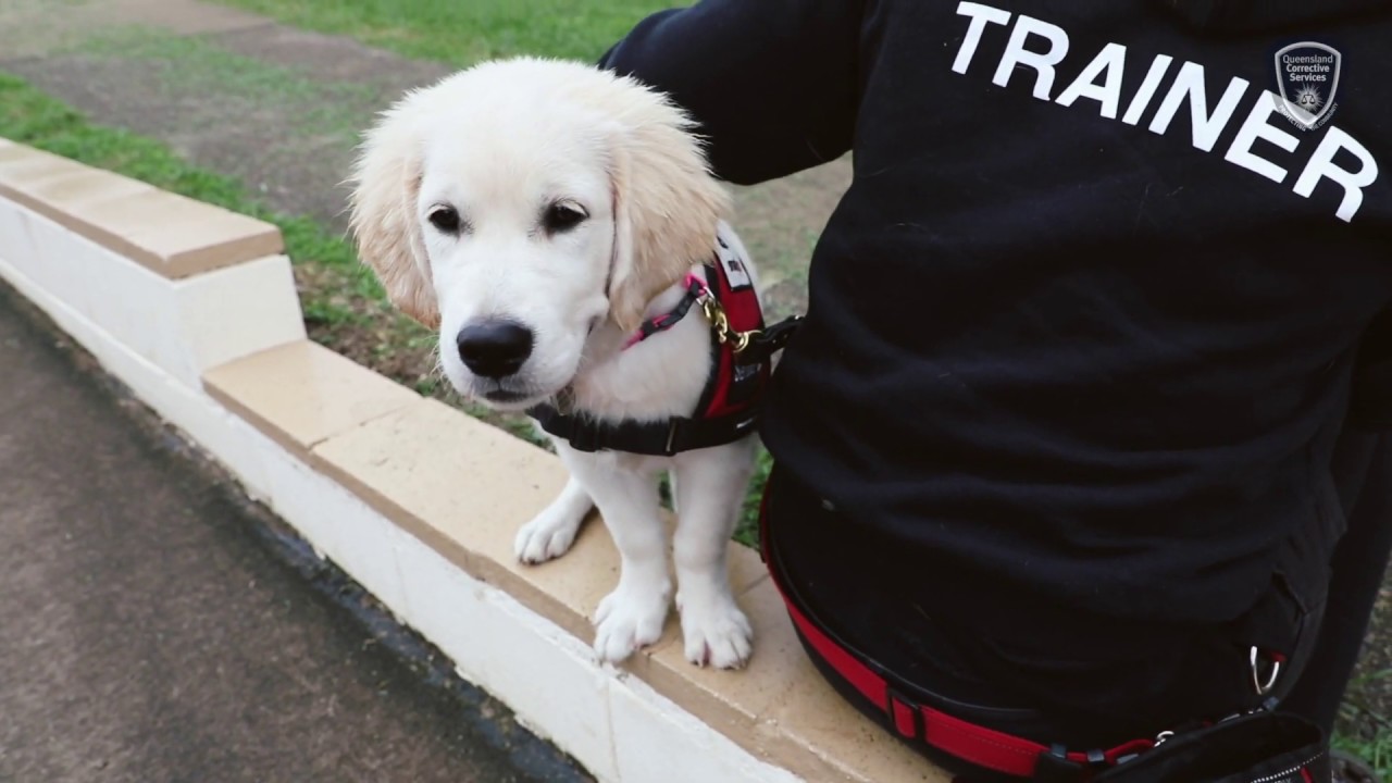 Palen Creek Correctional Centre welcomes Smart Pups.