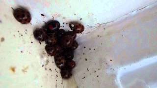 Hebernating -  Ladybirds - Asíubjöllur - Maríuhæna - Maríubjöllur í vetrardvala - Pöddur