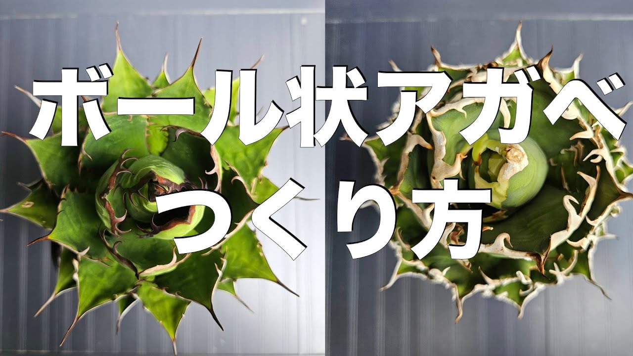 キレイなボール状アガベをつくる育成方法を考えてみた