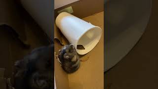 Muzu, a kukac és a pohár #hamster #funnymoments