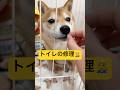 可愛いって言ってもらえたね🤭#柴犬 #豆柴 #shibainu #犬 #犬のいる暮らし #shorts