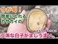 今が旬！簡単にとれる貝の立派な白子がまじうまい。身もうまい。