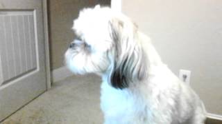 My dog is doing the actions of RUN RUN